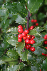 Red Holly Berries