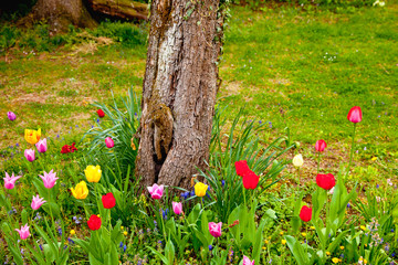 tulipes dans le jardin