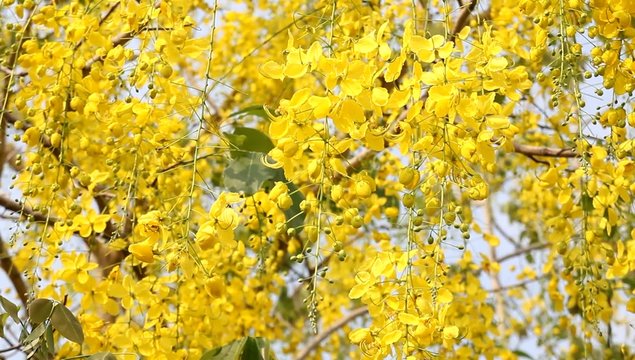 A Cassia fistula flowers  national of thailand .