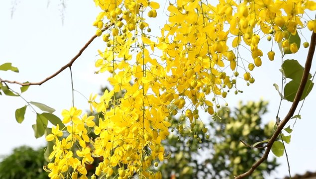 A Cassia fistula flowers  national of thailand .