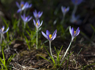 Bunch of small purple crocuses in early spring