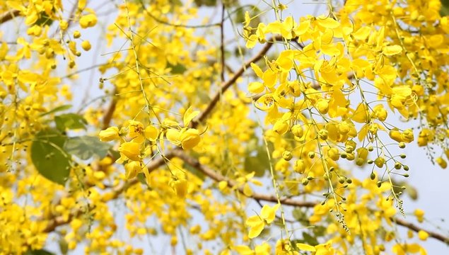 A Cassia fistula flowers  national of thailand .