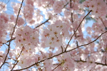 Cherry blossoms