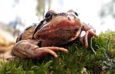 Grasfrosch - common brown frog - Rana temporaria