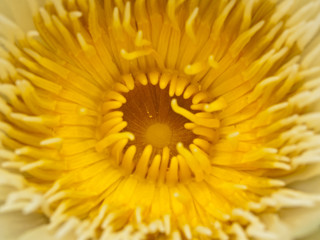 Closeup yellow lotus blossom