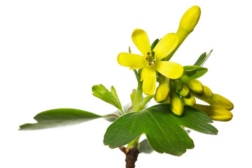 Gold-Johannisbeere – Ribes Aureum
