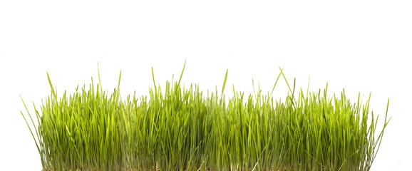 Obraz premium green grass