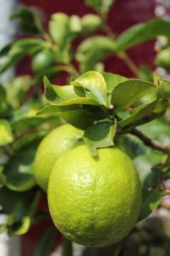 Lemons on tree