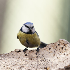 Naklejka premium Blue tit on chaga musgroom