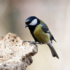 Great tit hanging on piece of mushroom chaga