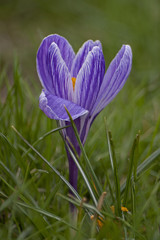 krokus © Henryk Olszewski