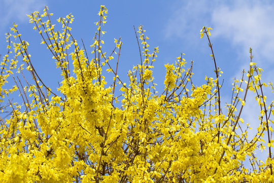 Blühende Forsythien – Forsythia