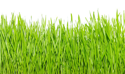 Fototapeta premium green grass