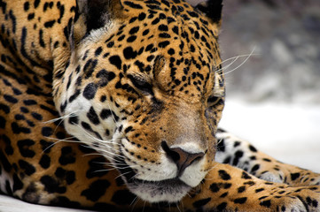 Obraz na płótnie Canvas Reszta jaguar