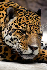 Relaxing jaguar, close-up portrait