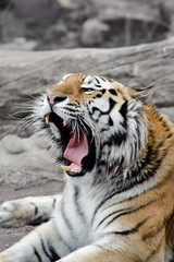 Siberian tiger lying on a ground, mouth opened, yawning, relaxin