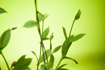 Abstract green plant