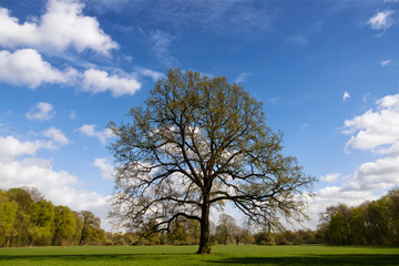 Fototapeta na wymiar Oak tree in spring