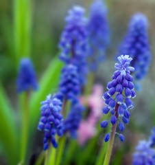 blue muscari