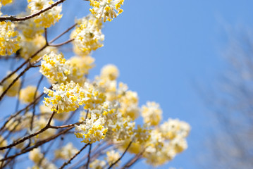 ミツマタの花と青空