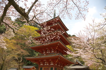 Fototapeta premium 長谷寺の五重塔