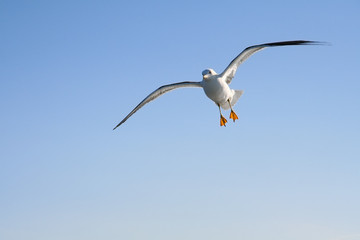 Seagull flying in the air