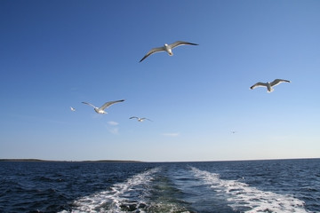 Fototapeta na wymiar Seagulls flying in the air