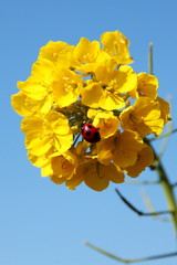 菜の花とてんとう虫