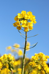 菜の花畑