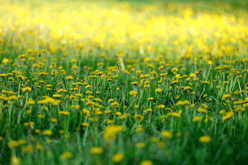 Fototapeta premium pissenlits