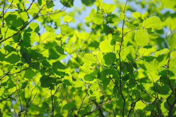feuillage dans le soleil