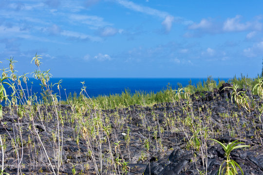 v&eacute;g&eacute;taux sur ancienne coul&eacute;e de laves, &icirc;le de la R&eacute;union