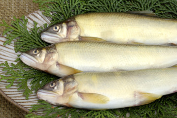 鮎