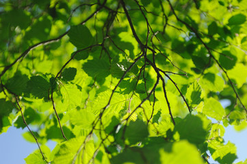 Obraz premium feuillage