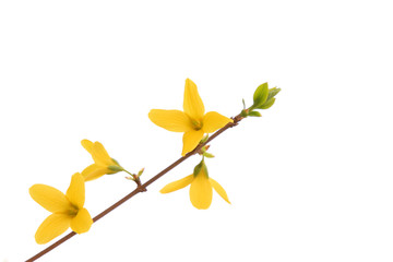 forsythia flower