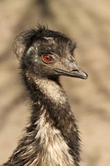 Emu