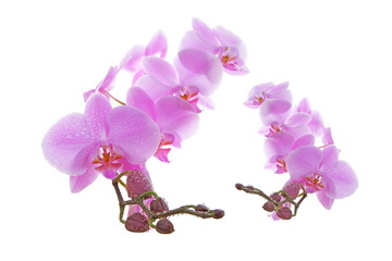 Fototapeta premium Pink orchid with drop of dew on white
