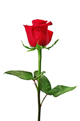 Obraz premium Beautiful red rose