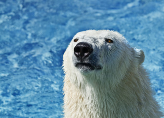 Polar bear looking on
