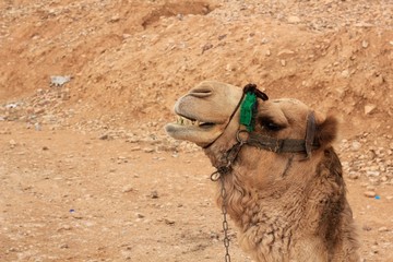 Camel in the Desert / ISRAEL