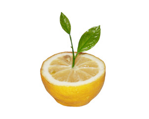 lemon