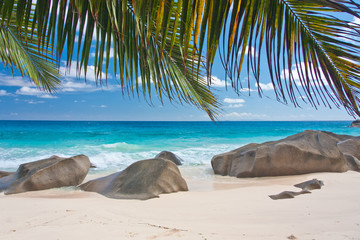 plage des Seychelles sous les palmes des cocotiers