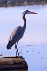 Majestic great blue heron.