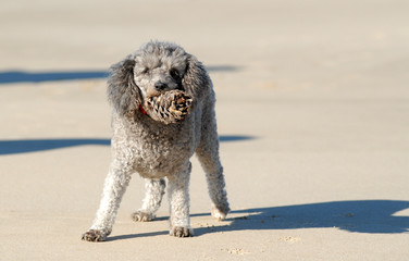 BARBONE