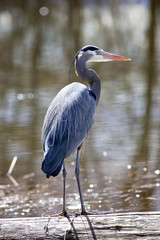 Great blue heron.