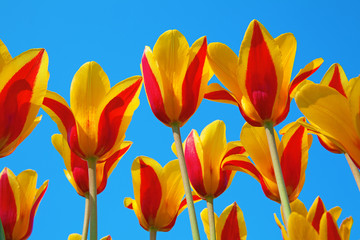 Tulips