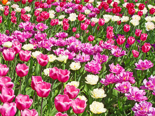 Tulips