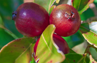 fruits mûrs, goyavier, goyavier-fraise, psidium cattleianum