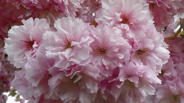 cerisier &agrave; fleurs