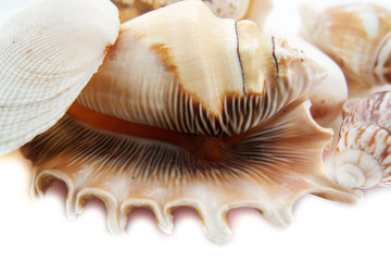 Shells